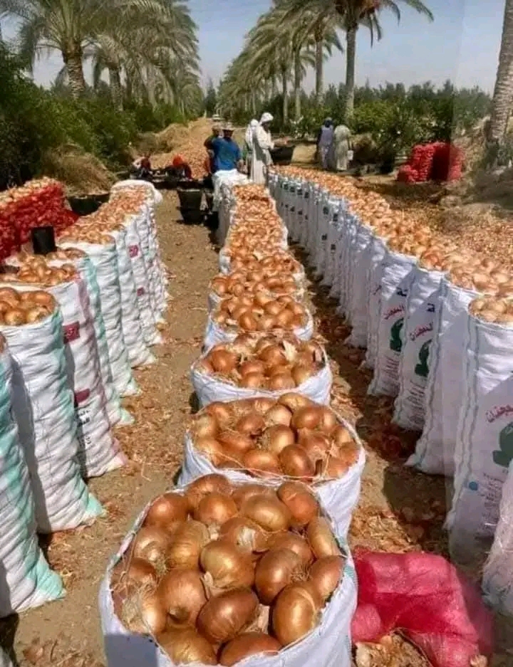 من التصدير العالمي إلى الخراب.. كواليس غلق مصنع تج